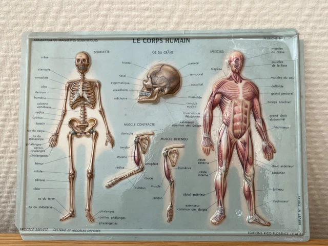 MAQUETTES SCIENTIFIQUES LE CORPS HUMAIN RICO FLORENCE 1960's MEDECINE ...