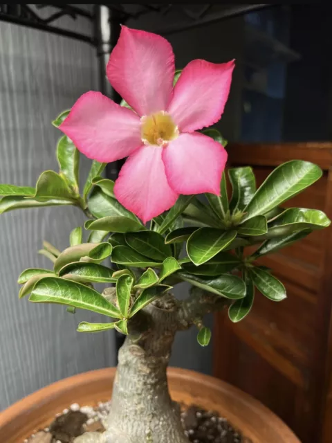 10 Desert Rose seeds Adenium Obesum  Mixed Colors House Flower Plant Seeds UK