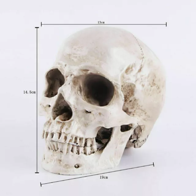 1:1 Totenkopf Schädel Skull Skelett Kopf Halloween Party Horror Gothic Deko Q7M7