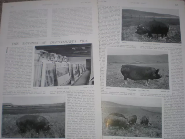 Photo article Duchess of Devonshire pigs 1904