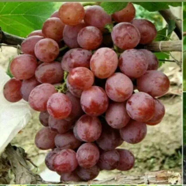 Semillas de uva Vitis Vinifera deliciosas semillas orgánicas de fruta fresca - vendedor del Reino Unido