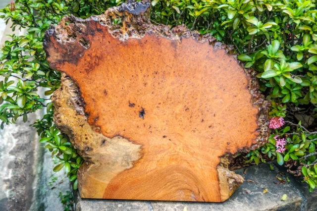 Gold AMBOYNA BURL LUMBER Live Edge Wood DIY Resin Epoxy Natural Slab Table Top