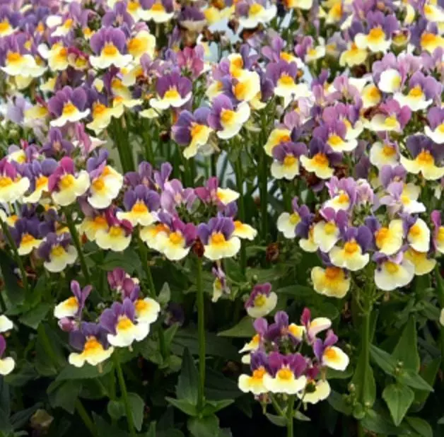 Nemesia 'Rhubarb & Custard ' Summer Garden / Basket  Plug Plants Pack x6