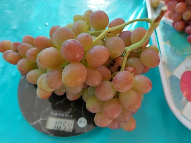 Weinreben, Tafeltrauben Stecklinge früh reifende Sorten