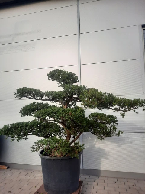 GARTEN BONSAI EIBE Taxus cuspidata, Bonsai, Niwaki, Japan Import EUR
