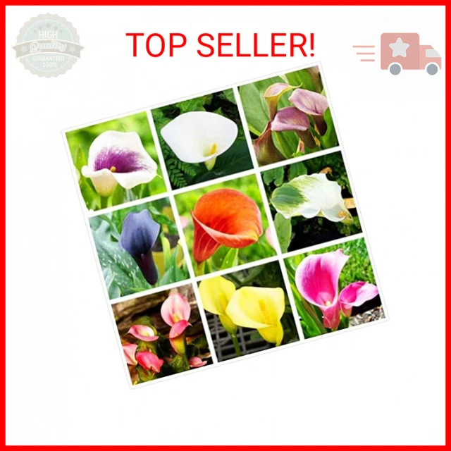 Calla Lily Mix 100+ Seeds Flowers Easy to Grow Planting for Outdoor Indoor