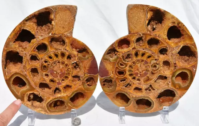 Cut Split PAIR Ammonite D-Shaped Cavities 110myo Fossil 250mm XXXXL 8.2" 3470xx