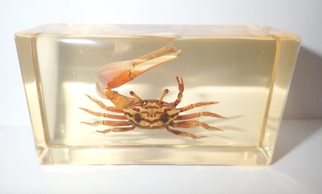 Reddish Fiddler Crab in Amber Clear Lucite Block Education Specimen BK2A