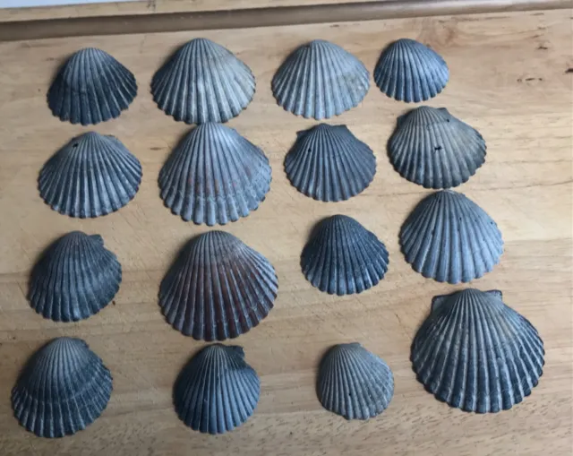 Lot 12 Black Grey Scallop Sea Shells Mid Atlantic Beach Crafting Seashells 2”