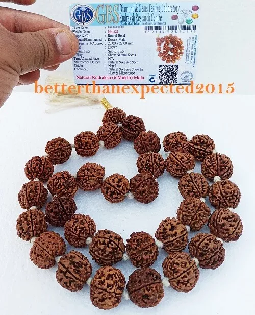 6 Mukhi Rudraksha / Six Visage Rudraksh Mala 32 + 1 Nepal 22-23 MM Perles