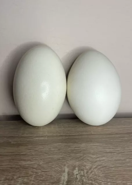 Emu Eggs / Ostrich Eggs X2 For Display / Painting / Crafting