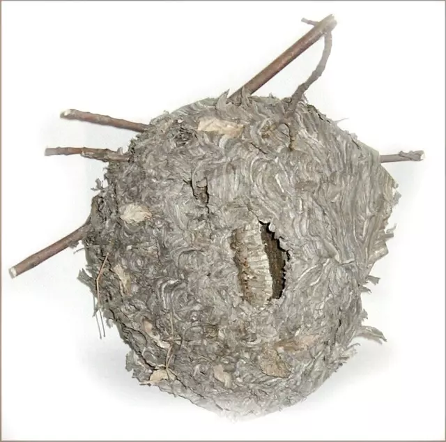 Paper WASP NEST Hive Hanging Taxidermy Decor MINNESOTA Abandoned Real NEST