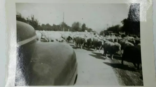 Vintage Black & White Photo Sheep Herd Blocking Road Car Farm Life 3.75" x 2.34"