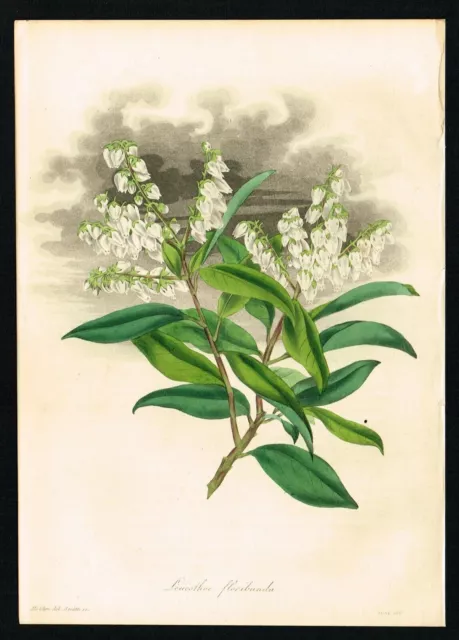 Plante à fleurs de Leucothoe, impression antique colorée à la main -...