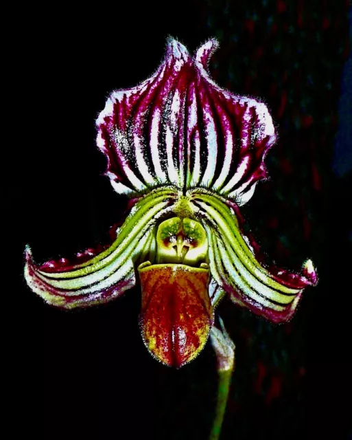 Paphiopedilum Species fairrieanum NEW kräftige Pflanze Orchidee