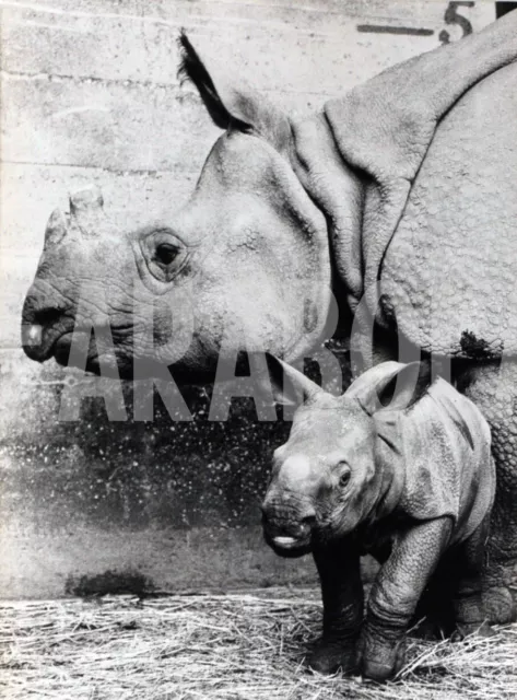 Photo de presse vintage Animaux Rhinocéros Whipsnade Zoo Park Mohiini tirage