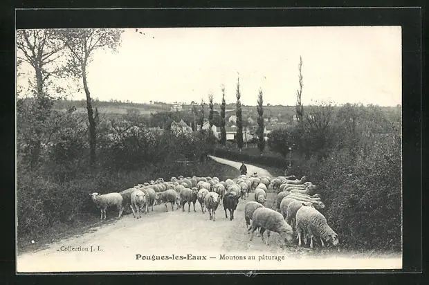 CPA Pougues-les-Eaux, Pastured Sheep