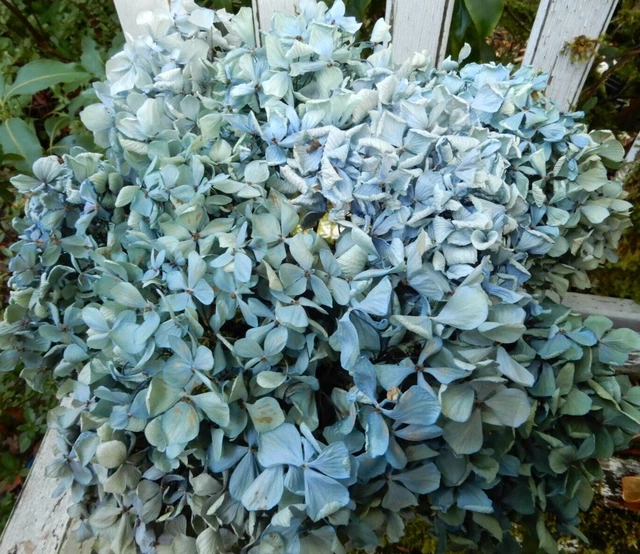 11 flores secas de hortensia azul claro, verde, crema primitivas SEGUNDOS ramo
