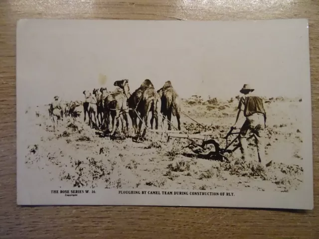 Trans-Australian Railway,Ploughing By Camels.old R.p.postcard.1926