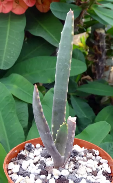 ALOE HOFFMANNII caudex plante grasse euphorbe cactus succulenta