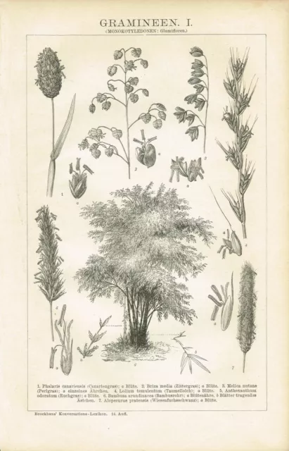 Botanische Tafel ZITTERGRAS / BAMBUS / GRÄSER 1894 Original-Holzstich