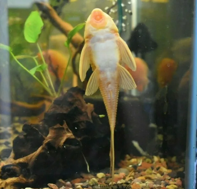 Live Red Eye Albino Pleco (3" Tropical Aquarium Fish) *PLS READ DESCR* 2