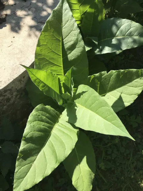 Tabac Blond De Virginie - 1000 Graines AB - La Ferme Sainte Marthe - Foto 4