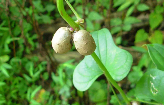 Dioscorea oppositifolia, Dioscorea opposita - Indian Yam, Chinese Yam - 10 Seed