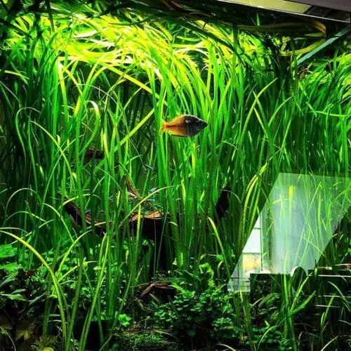 Jungle Val Vallisneria Spiralis Bunch Stems B2G1 Freshwater Live Aquarium Plants