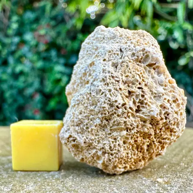 Jurassic Coral Fossil from Wiltshire, UK - Genuine Fossils for Sale