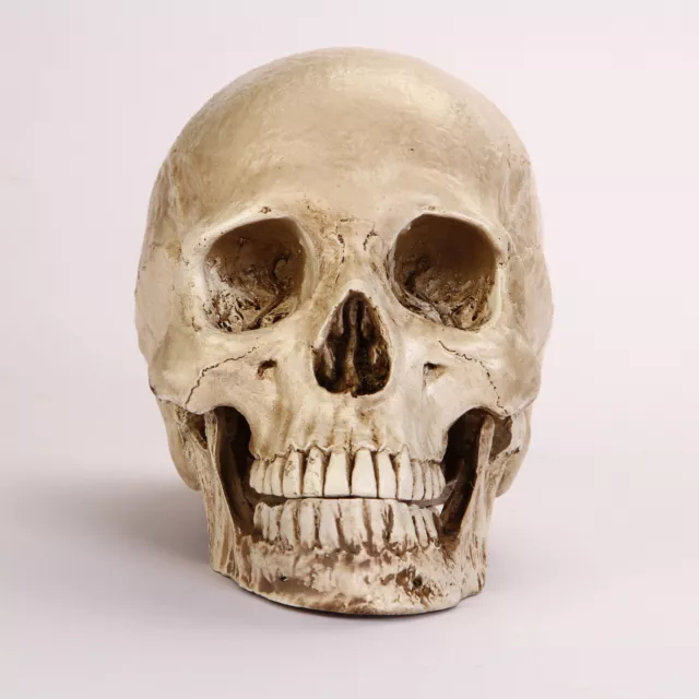 Resin Replica 1:1 Life Human Anatomy Skull Collectable Bar Decoration Teaching 2