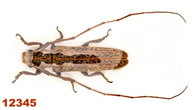 Cerambycidae: Lamiinae sp.   A1, 20 mm , 1 pc