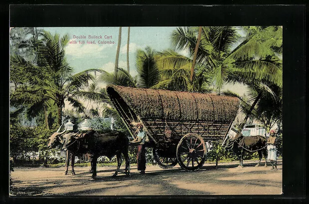 Ansichtskarte Colombo, Double Bullock Cart