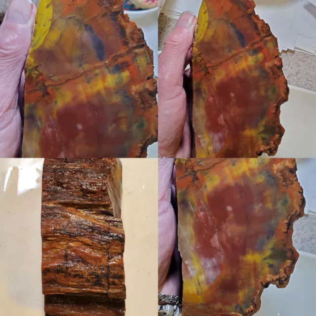 Arizona Agatized Rainbow Petrified Wood 70s Rough Museum Quality 3lbs Lapidary