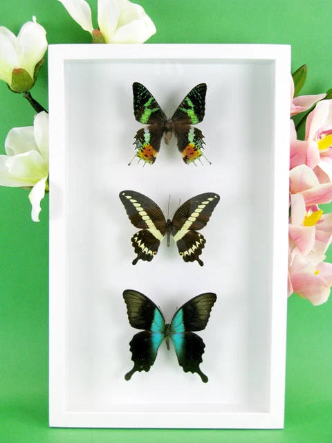 3 real beautiful and huge butterflies in the XXl showcase - single piece - 30