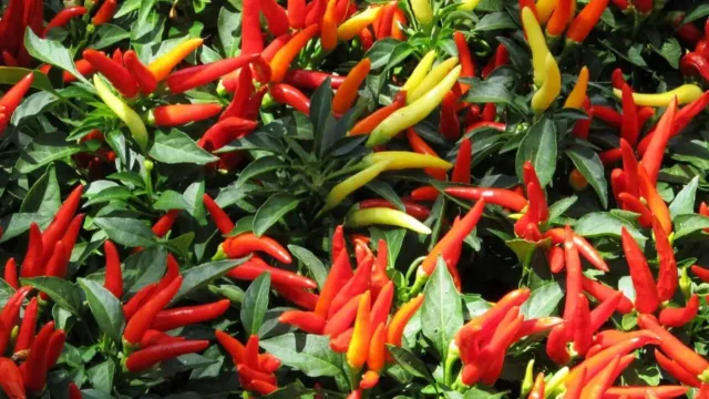 CHILLI ‘Thai Hot’ EXTREME HOT HEAVY YIELD Chili Chile Pepper Heirloom 30 Seeds