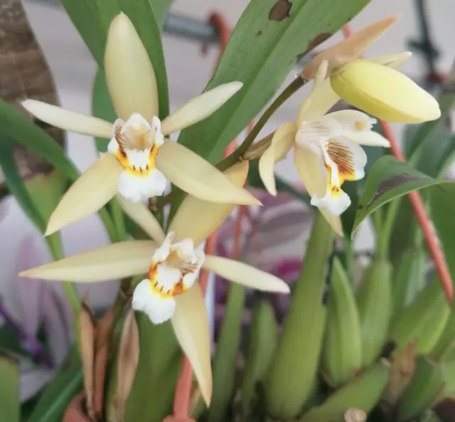 Coelogyne flaccida Species Orchid plant FS not in bloom