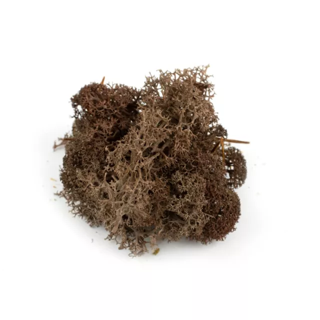 WWS Braune Lichen Modell Moos 60g - Flechte Laub Landschaft Baum Busch Hecke