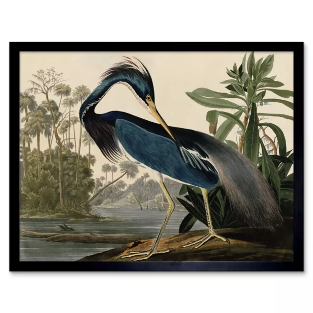 Audubon Birds Louisiana Heron Painting Wall Art Print Framed 12x16