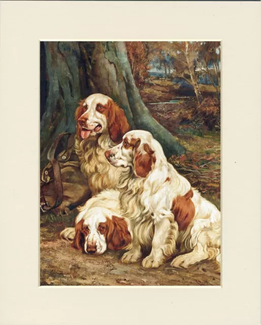 Clumber Spaniel Three Dogs Lovely Dog Print Mounted Ready To Frame