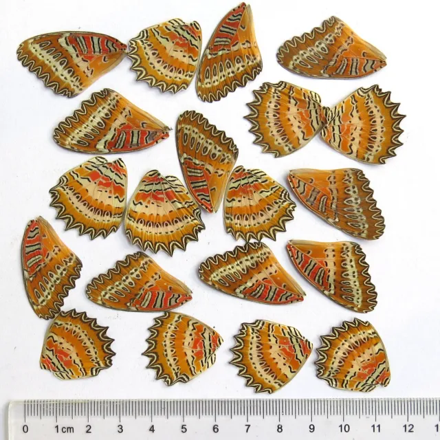 GIFT 20 pcs REAL BUTTERFLY wing material  DIY artwork jewelry  #43-B