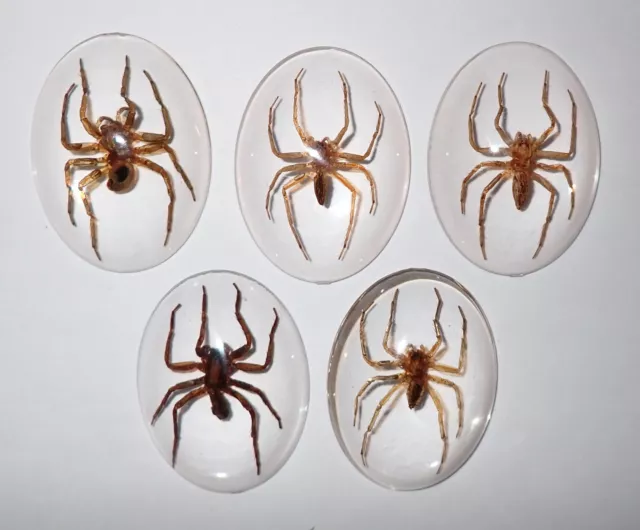 Insect Cabochon Water Spider Specimen Oval 30x40 mm Clear 5 pieces Lot