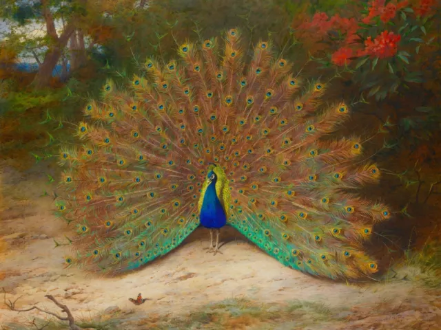 Peacock Bird Animal Portrait 18 x 24 in Rolled Canvas Print Vintage Painting