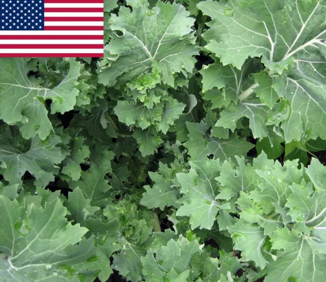 Siberian Kale- Heirloom Organic Variety- 500+ 2021 Seeds