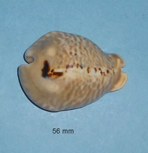 Cypraea   Mus Donmoorei    Venezuela    56 mm