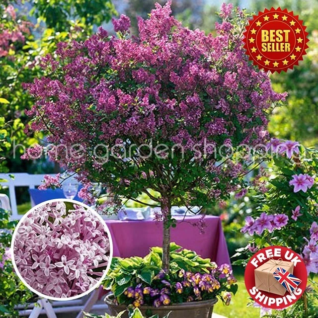 LARGE 80 CM tall Dwarf Korean Lilac Tree Syringa Palibin Standard Tree
