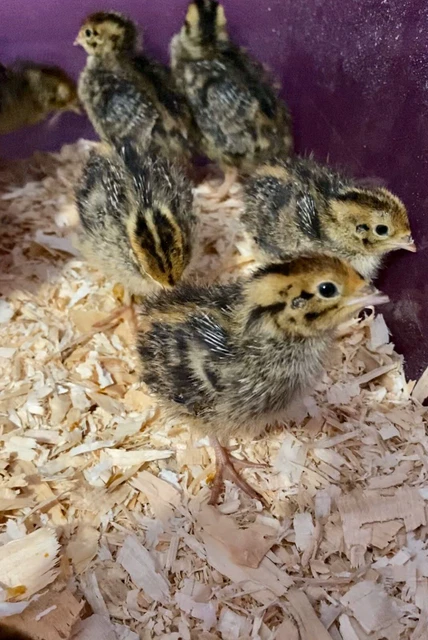 JUMBO PHARAOH COTURNIX Hatching Eggs And Jumbo Italian Quail Hatching
