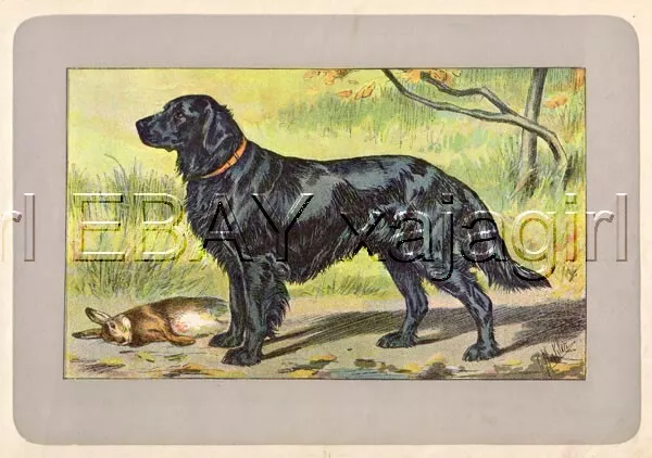 DOG Flat-Coated Retriever, Rare Antique 100-Year-Old French Dog Print