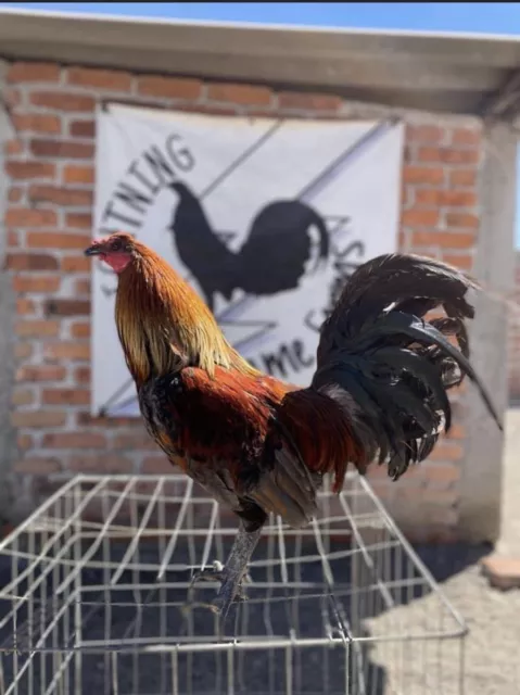 6 blue mug chicken hatching eggs