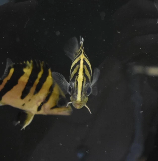 Live Indonesian Tiger Datnoid (4" Freshwater Aquarium Fish) *PLS READ DESCR* 8